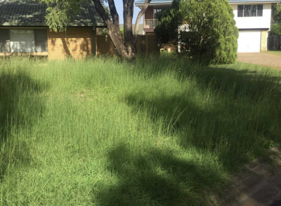 Overgrown lot cleared by Tony's crew