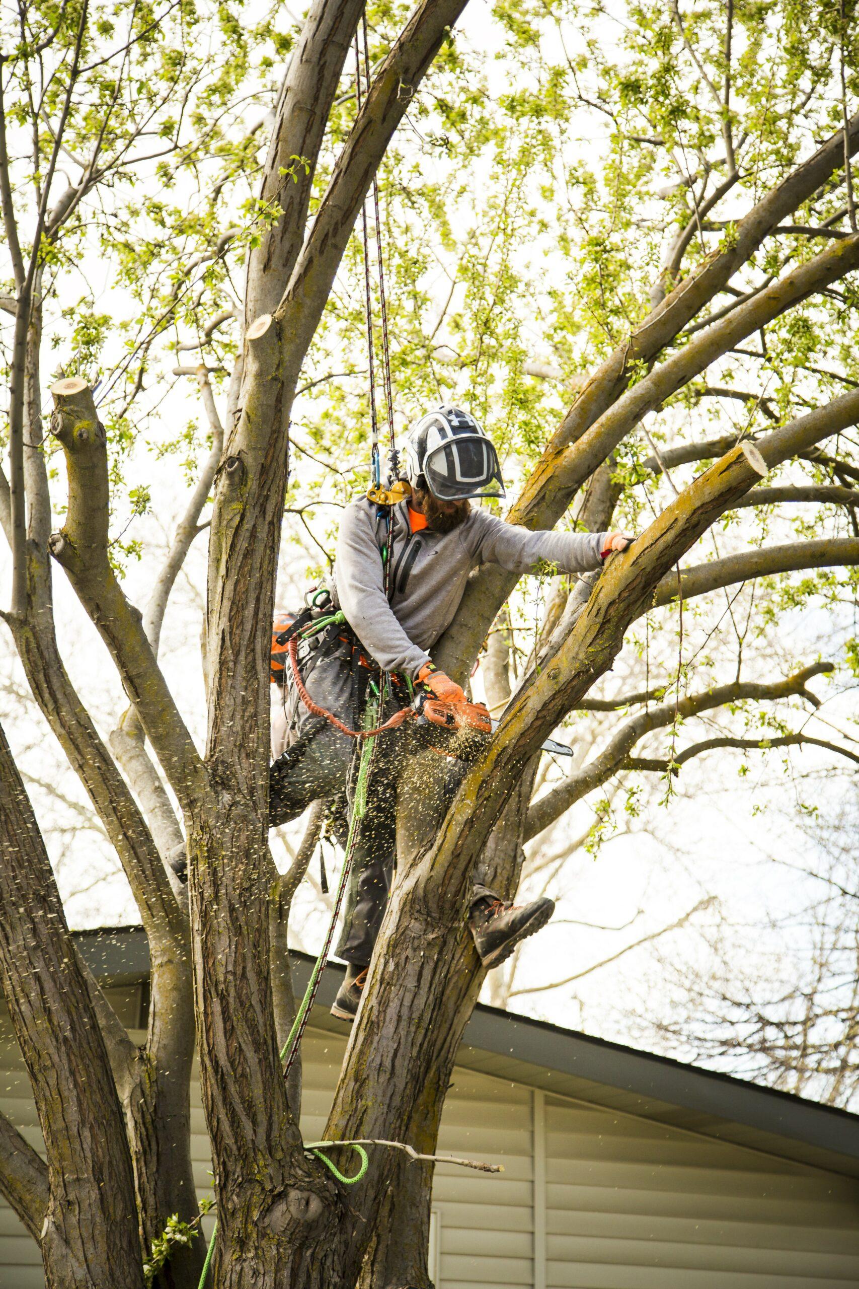 Arborist trimming a residential tree